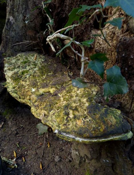 A mature fruiting body within algal staining at the base of a mature aspen in Hockley, Essex